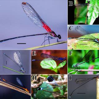 Anisoptera species from Bahia Solano. A. Dythemis sterilis. B.... | Download Scientific Diagram