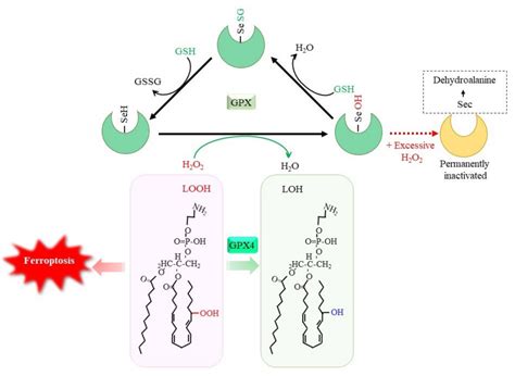 Gsh Protects Cells Against Stress Through Multiple Pathways Encyclopedia Mdpi