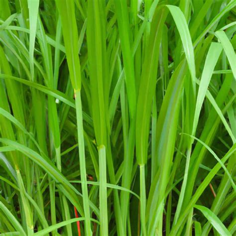 How To Grow Super Napier Grass A Guide To Planting To Harvesting