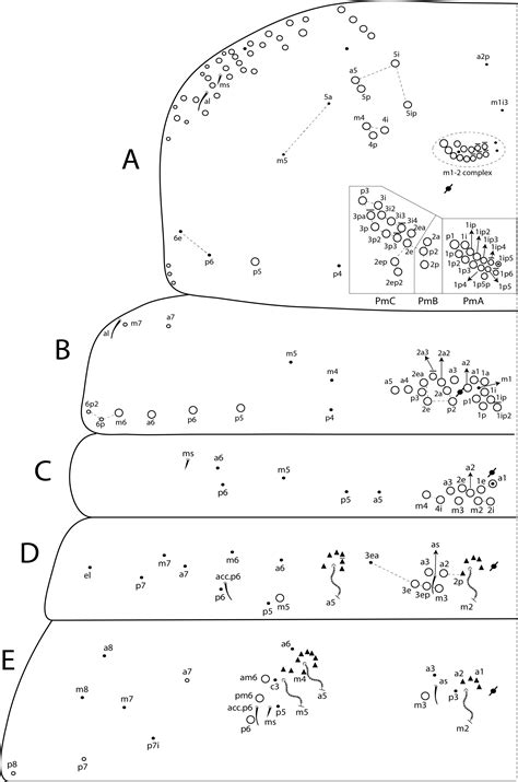 Figure 23ae In The Survey Of Seira Lubbock 1870 Collembola