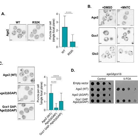 The Interaction Of Age With Arf Is Important For Age Localization