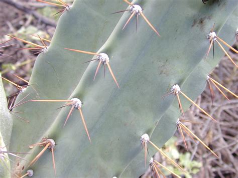 Characteristics Of Cacti Plants Dengarden