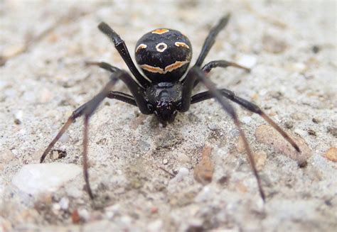 Identifying Black Widows And Preventing Infestations Termiguard