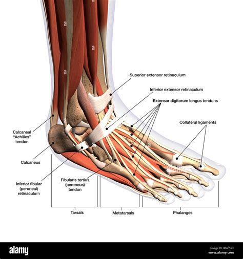 Anatomy Of The Foot Tendons