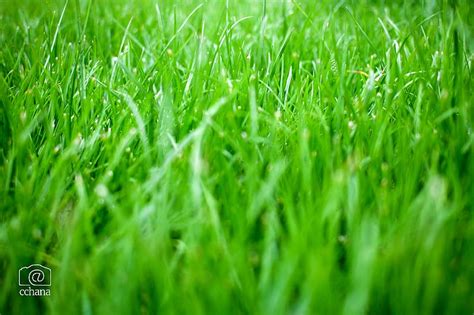 Grass Greens Nature Green Macro Hd Wallpaper Peakpx