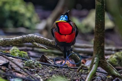 Birding West Papua - World Bird Traveler