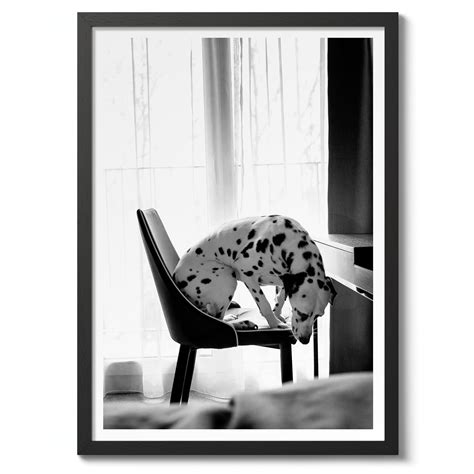 Dalmatian Photography Framed Prints And Posters Animato