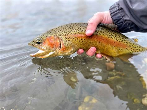 Bonneville Cutthroat Trout Idaho