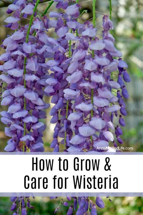 How To Grow And Care For Wisteria