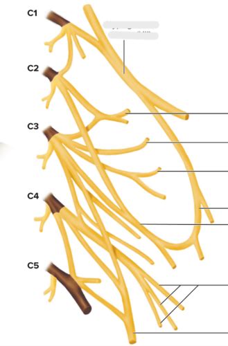 Spinal Nerve Plexuses Flashcards Quizlet