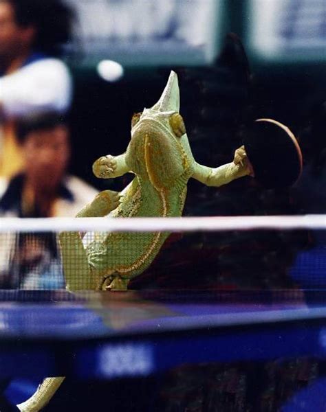 animal olympics - Gallery | eBaum's World