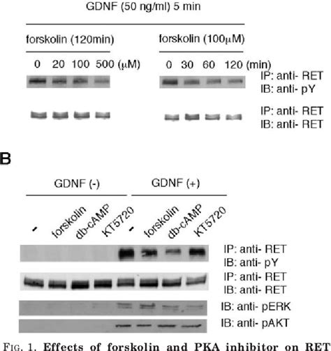 Figure From Novel Mechanism Of Regulation Of Rac Activity And