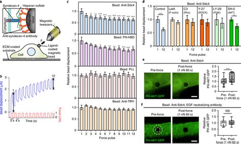 Tension on syndecan-4 induces Rho-dependent adaptive stiffening ... 