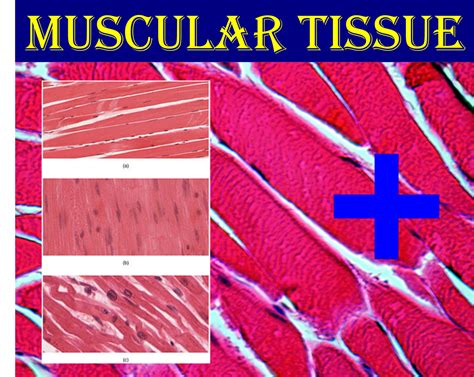 What Is Muscular Tissue Histology Anjani Mishra