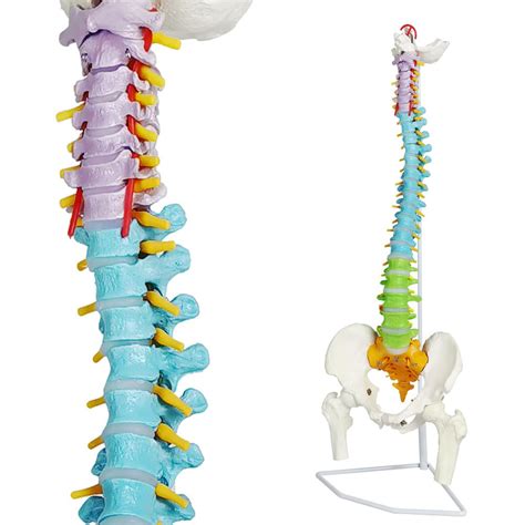 Buy Color Coded Life Size Spine Model Medical Anatomical Super