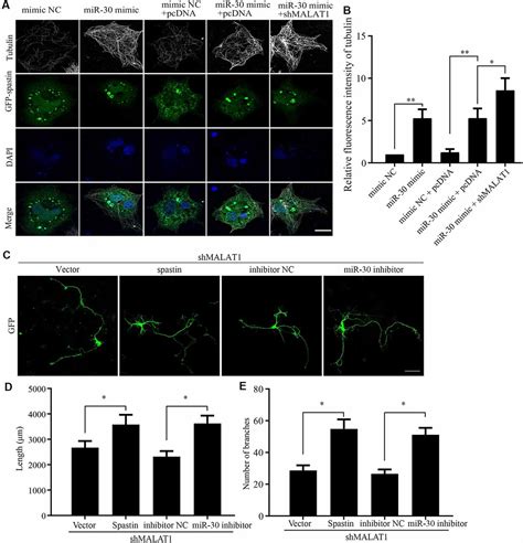 Frontiers The LncRNA MALAT1 MiR 30 Spastin Axis Regulates Hippocampal