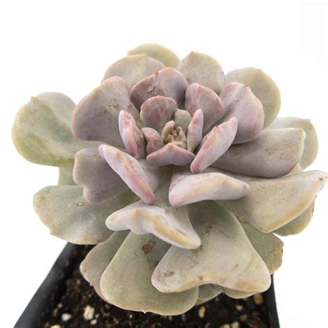 4 Inch Echeveria Cubic Frost Cactus Jungle