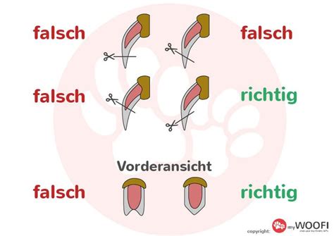 Krallen Schneiden Beim Hund Hunde Hund Krallen Schneiden Hunde Erziehen