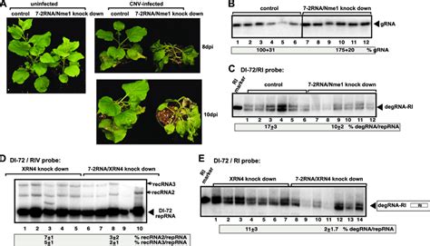 Role Of Rnase Mrp In Tbsv Rna Degradation And Rna Recombination In