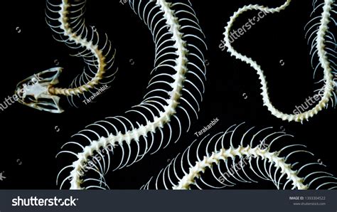 Snake Spine Stock Photos Images And Photography Shutterstock