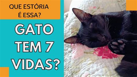 Quantas Vidas Tem Um Gato Vidas Vidas Curiosidades Sobre Gatos