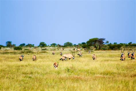 Central Kalahari Game Reserve Botswana Tourism Organisation