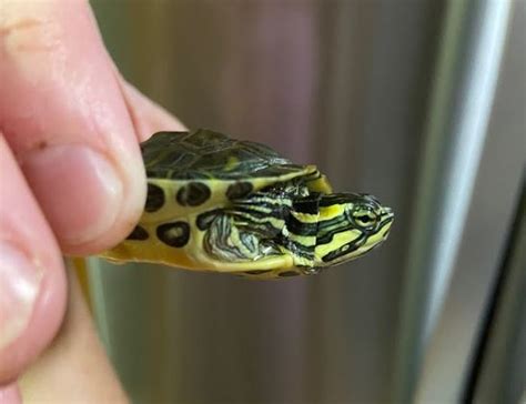 How To Take Care Of A Baby Turtle? - TurtleHolic