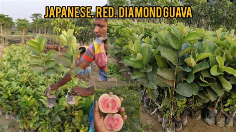 Japanese Red Diamond Guava Farming Contact 9635449080 YouTube