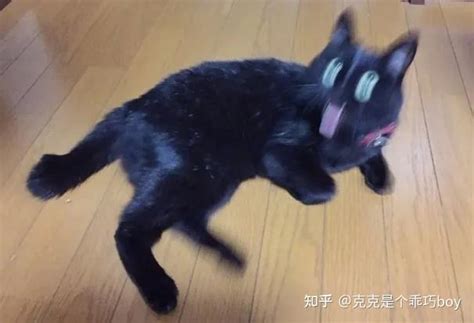 全方位了解猫咪应激那些事，别让应激要了猫命！ 知乎