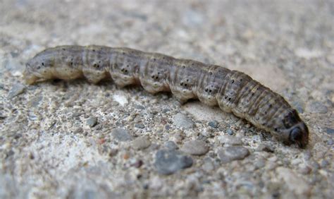 Black Cutworm Larva J Smith 1 Field Crop News