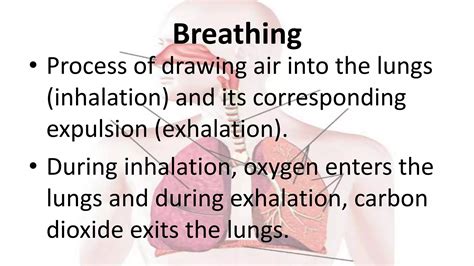 Parts And Function Of Respiratory System Grade 9 Science Ppt