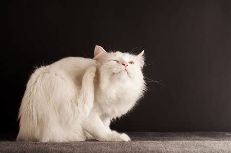 Fenbendazole For Cats Overview Dosage And Side Effects