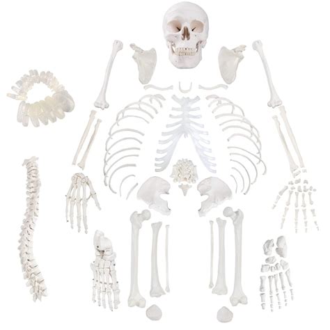 Buy Uigjiog Life Size Complete Disarticulated Human Skeleton Model