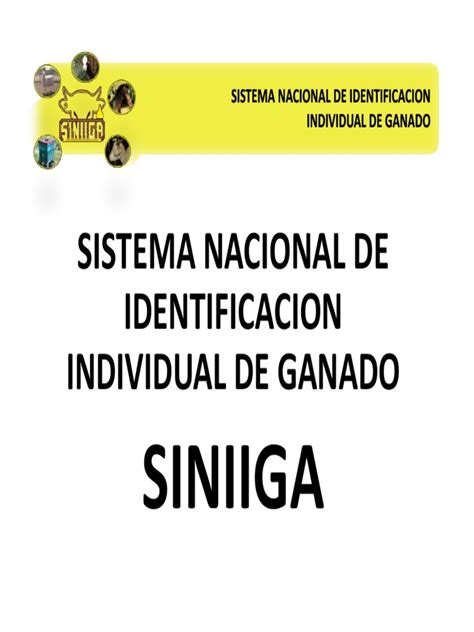 Siniiga Presentacion | Ganado | Naturaleza