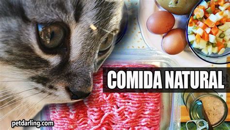 Como Hacer Comida Casera Para Gatos Receta Video And Fotos