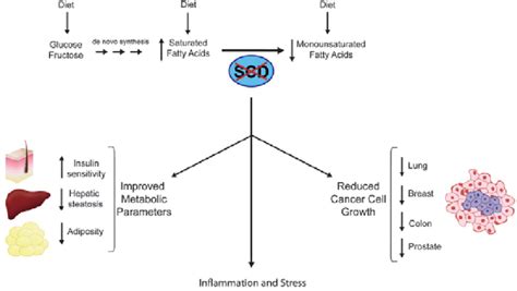 Illustrative Diagram Of The Role Of Stearoyl Coa Desaturase Scd In