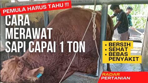 Cara Merawat Sapi Yang Baik Dan Benar Untuk Pemula Youtube