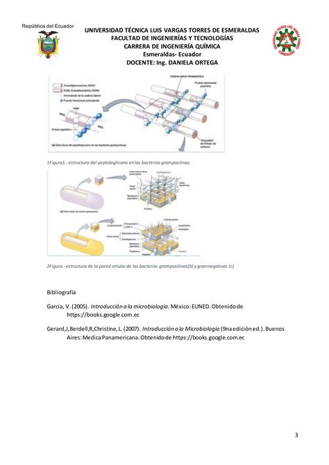 Bacterias Gram Positivas Y Negativas Pdf