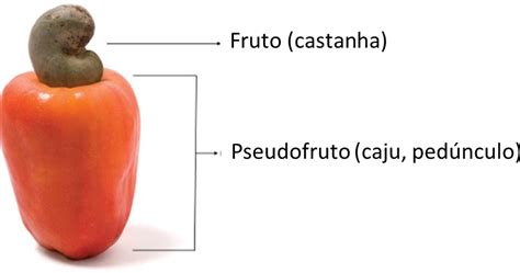 Caju Fruto Ou Pseudofruto