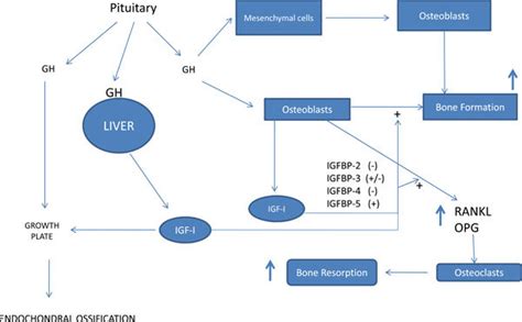 Growth Hormone And Bone Metabolism Gh Growth Hormone Igfbp Igf