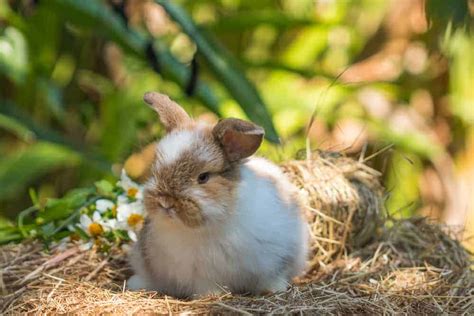 Rabbit Hq The Jersey Wooly Rabbit