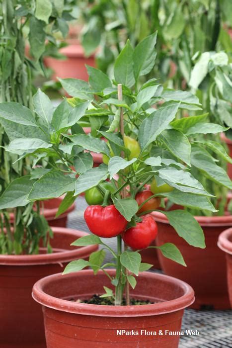 Nparks Capsicum Annuum Red Bell Pepper