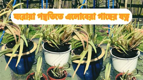 HOW TO TAKE CARE ALOE VERA PLANTS ঘতকমর এলভর গছর যতন 13