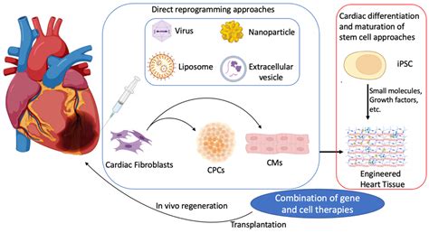 Cells Free Full Text Advances In Cellular Reprogramming Based