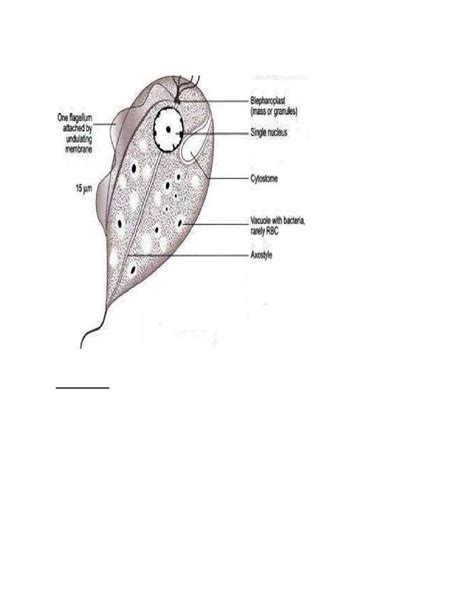 Trichomonas Vaginalis Pdf د احمد الحربي Muhadharaty