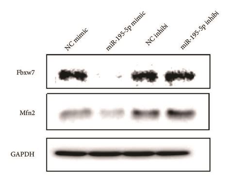 Targeting Of Mir 195 5p To The 3′ Utr Of Mfn2 And Fbxw7 A The Rat