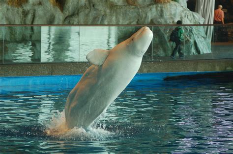 Beluga Whale Shedd Aquarium Chicago Shedd Aquarium Chicago Aquarium