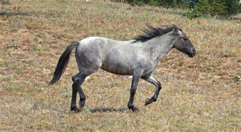 Wild Feral Horse - Blue Roan Yearling Mare Running in the Pryor Mountains Wild Horse Range in ...