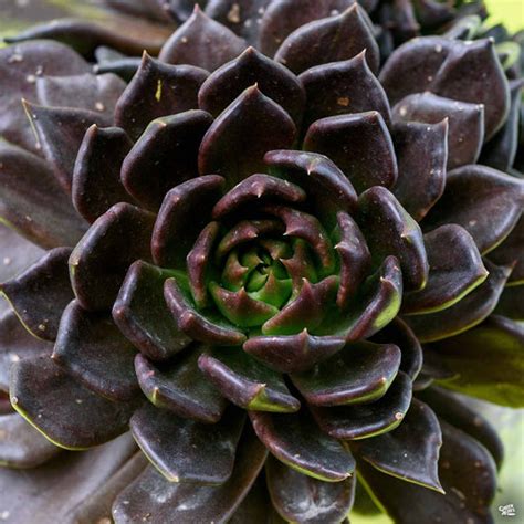 Echeveria — Tagged Echeveria Black Prince — Green Acres Nursery