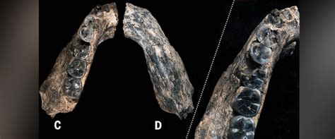 Jawbone Fossil Sheds New Light on the First Humans - ABC News